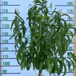 Nektárinka (Prunus nucipersica) ´BIG TOP´ - stredne skorá, výška 150-180 cm, obvod kmeňa 4/6 cm, kont. C10L